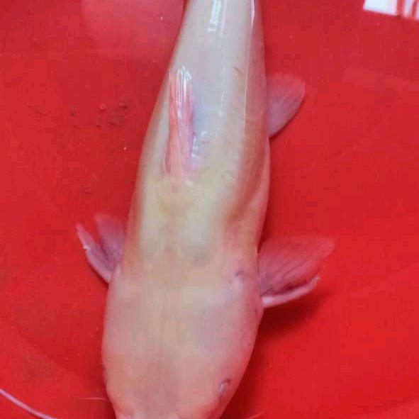各自安好