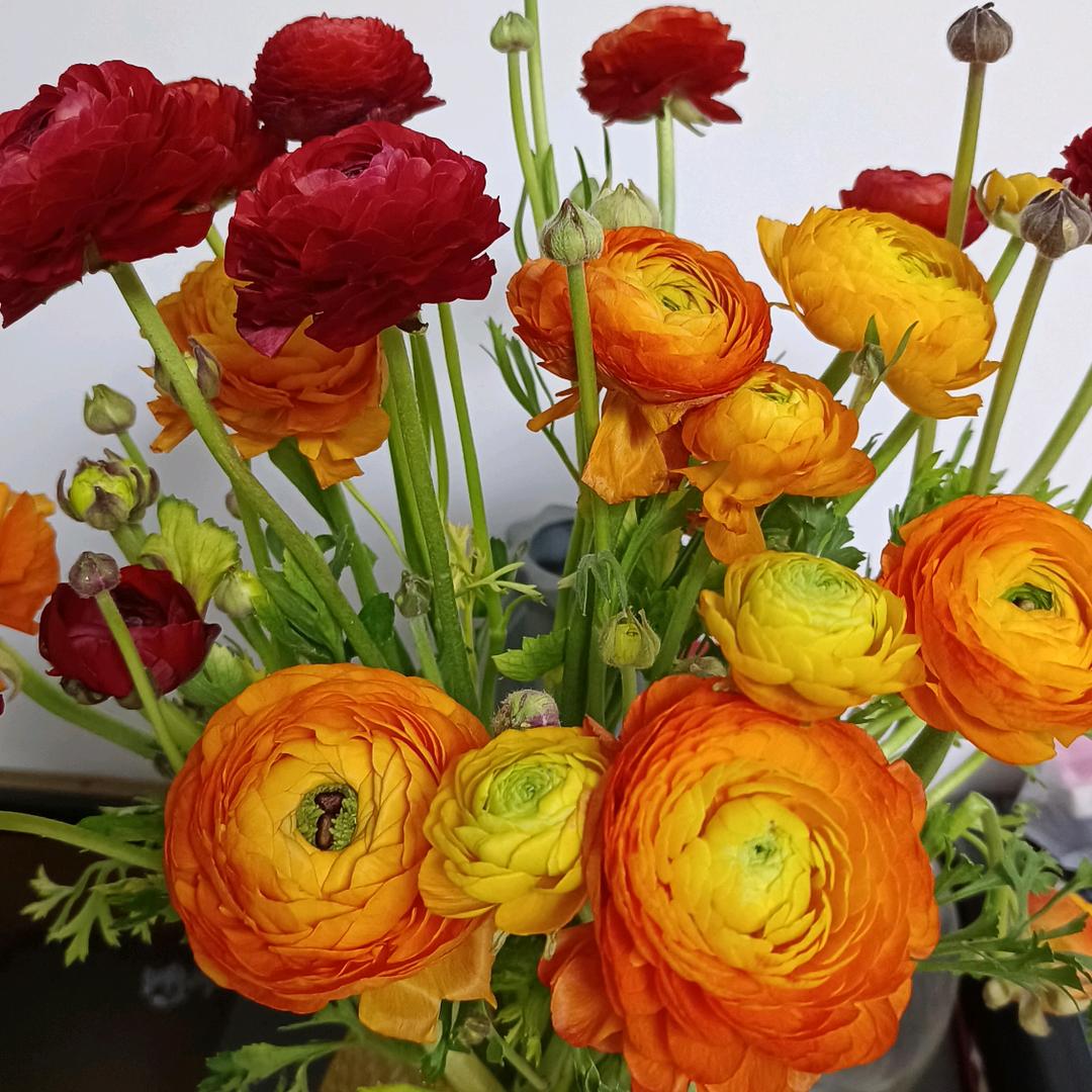 牡丹花🌹🌹🌹