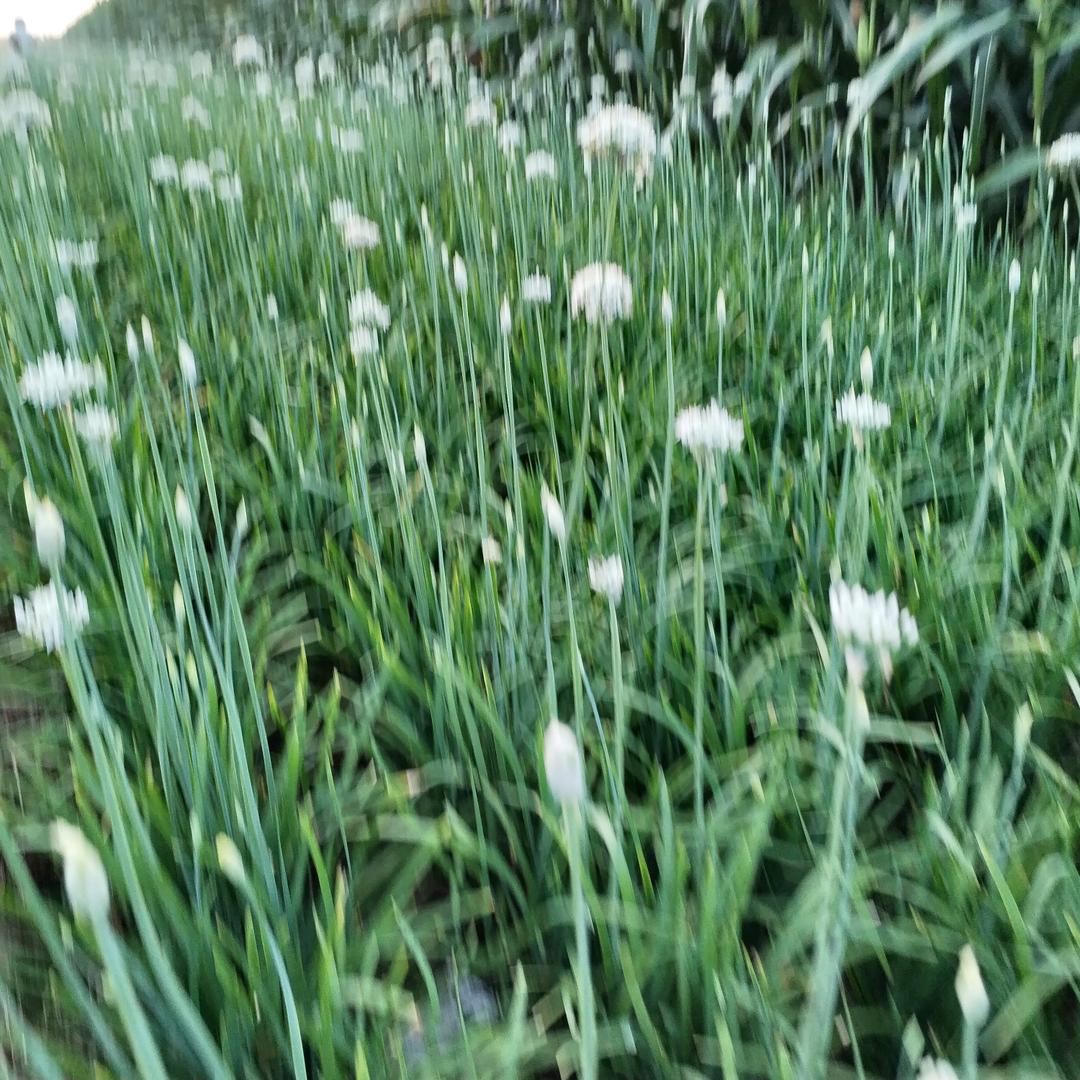 农村的我