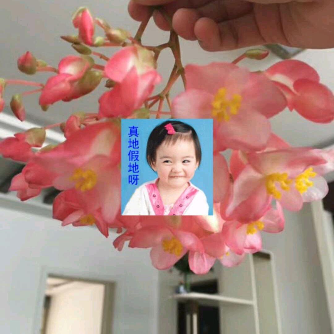 吴耀珍