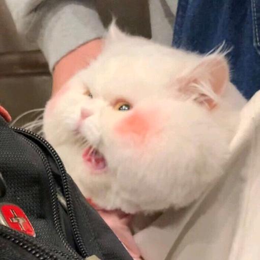 白葵葵