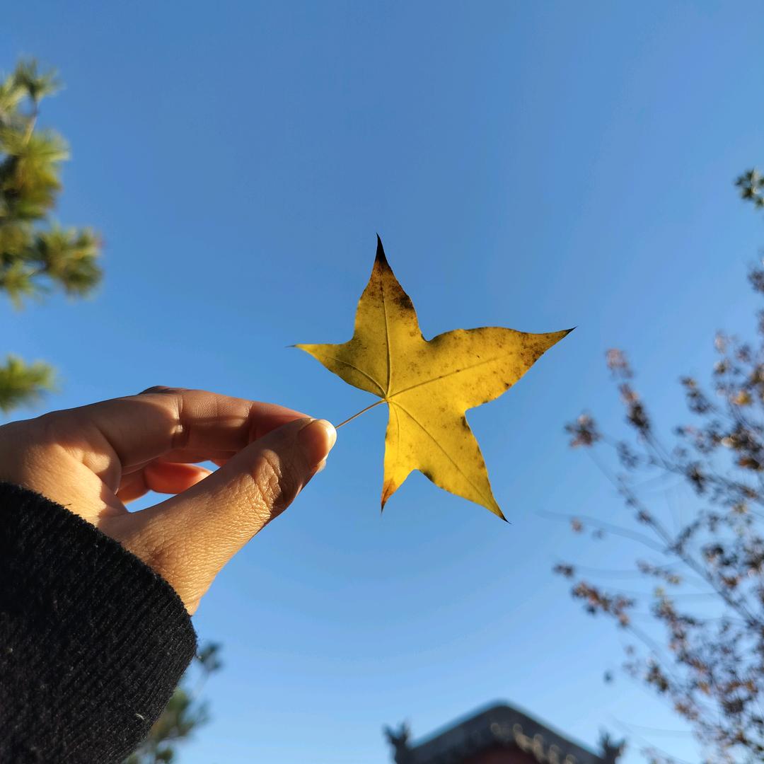 杨菇凉