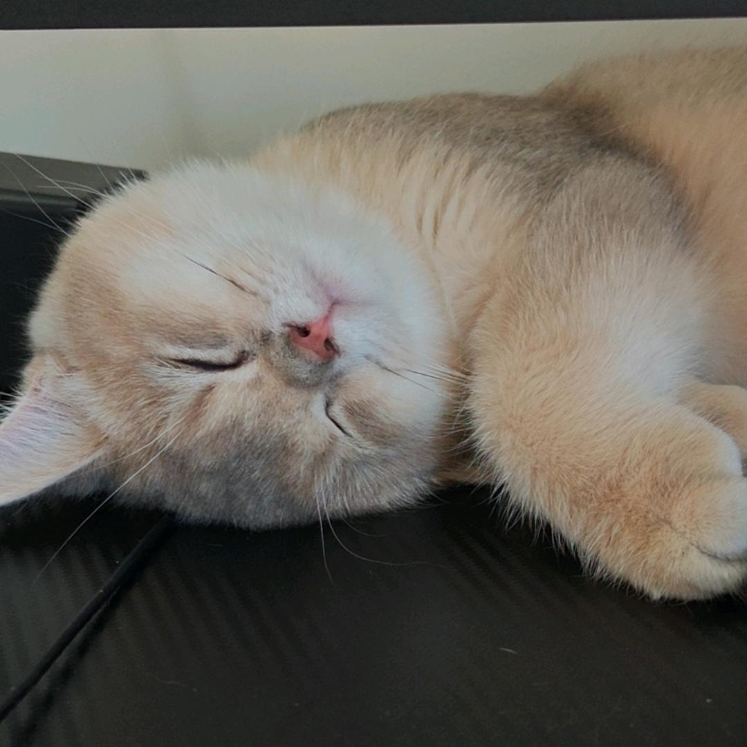 羊绒底裤