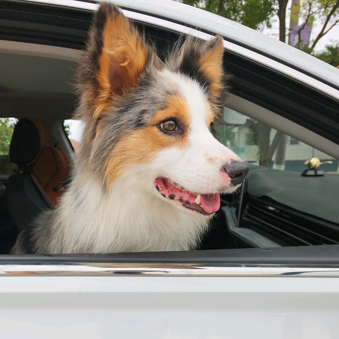 莱州星眸CKU边牧犬舍