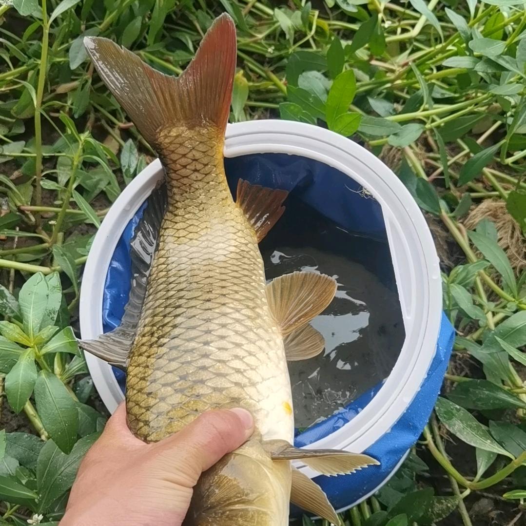 梦中惊醒钓鱼人