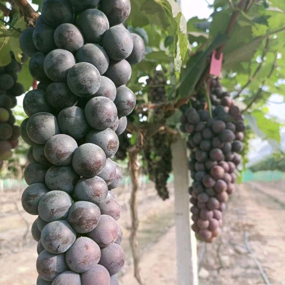 葡萄🍇