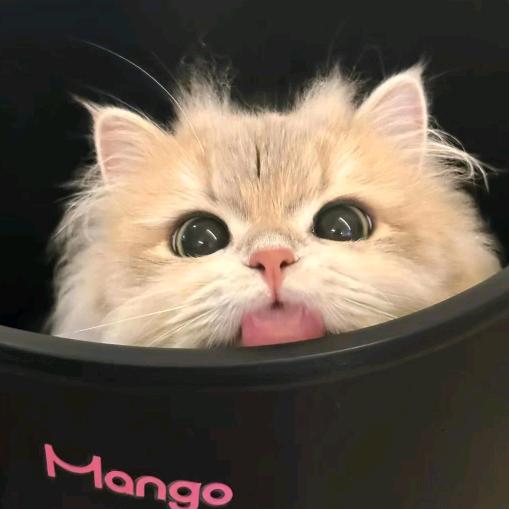 吨吨猫（追剧ing）