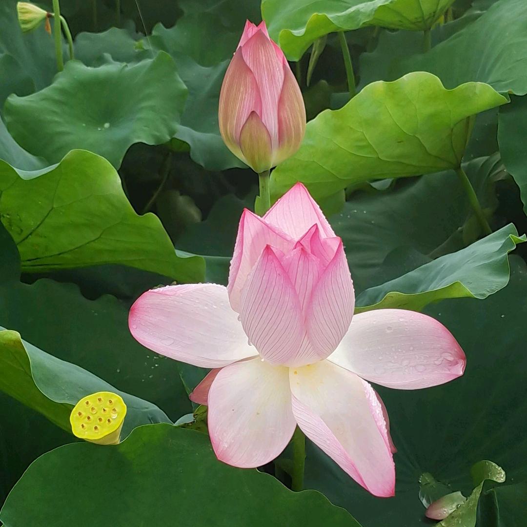幸福😁 永远与🌹 你相伴