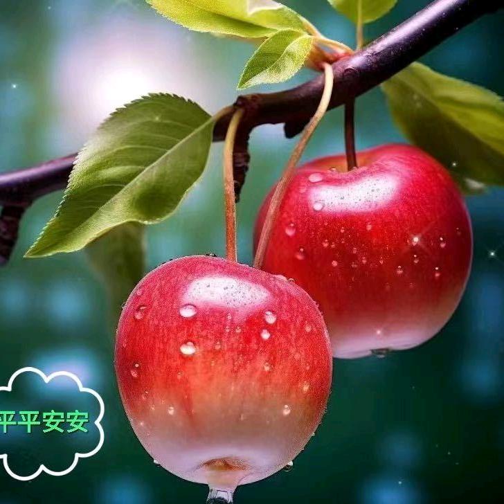🌻柿柿如意