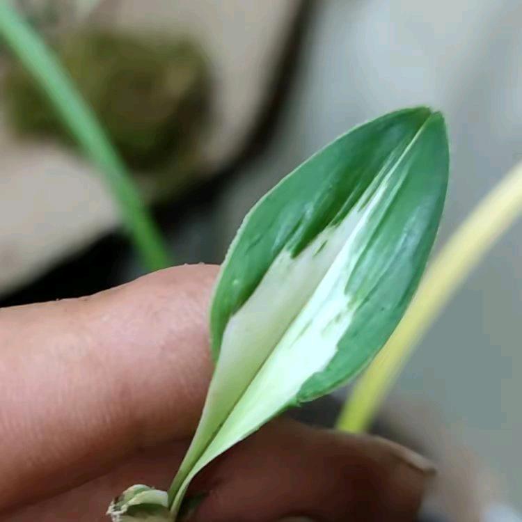 金福兰缘