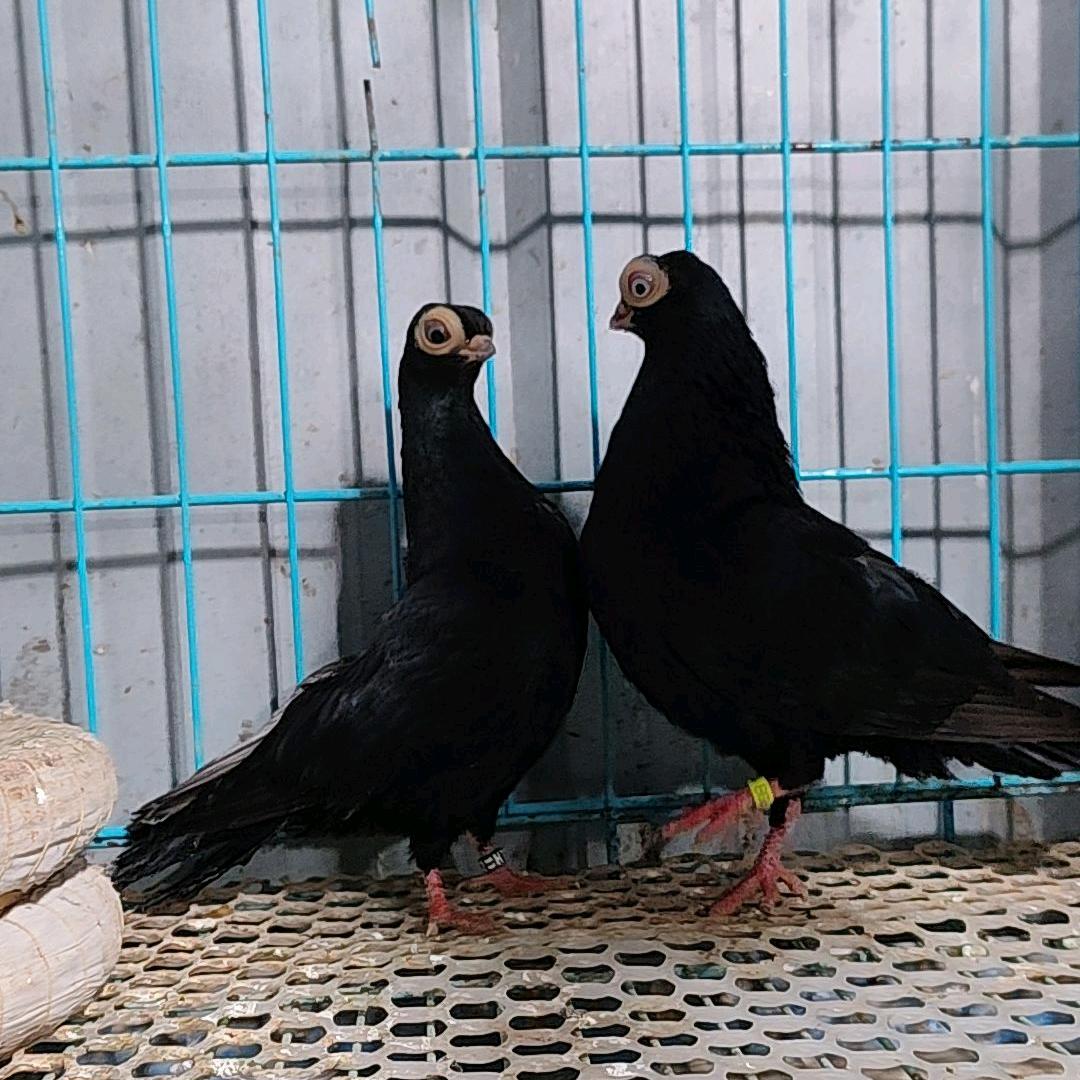 @追风鸽舍