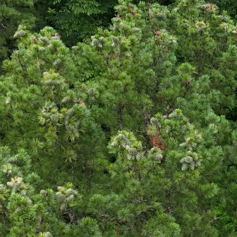 阿忠户外（单身）
