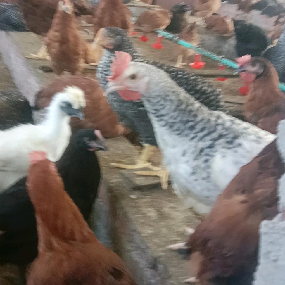 晓龙生态农牧业精品铺子