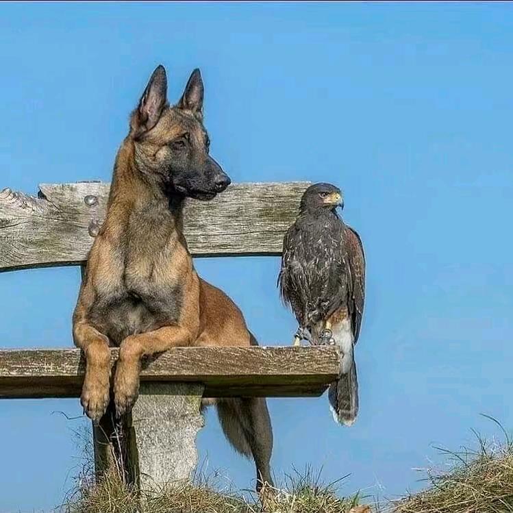 马犬魅力