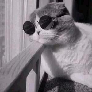 爱吃香蕉的猫大人