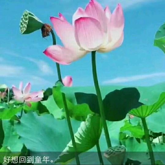 🌻吉祥如意🌻💰
