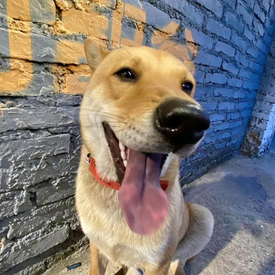 暴龙战士(ง •̀_•́)ง