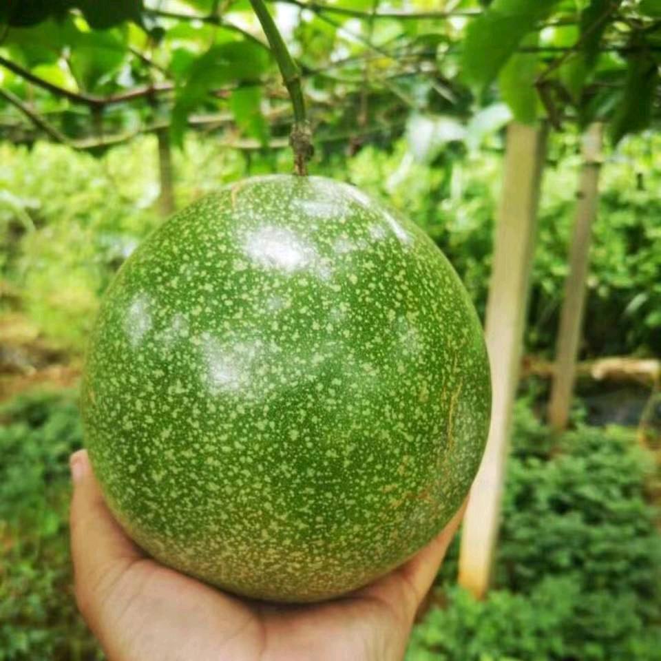 草情花果树苗木专营店