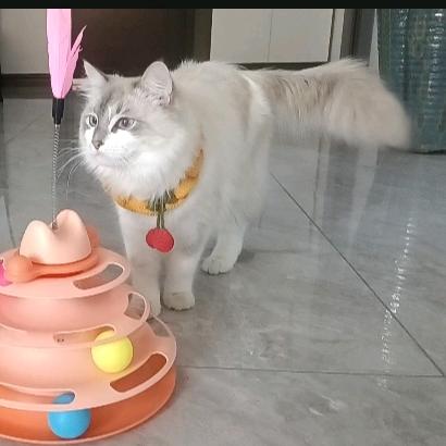 毛孩子欢乐家园