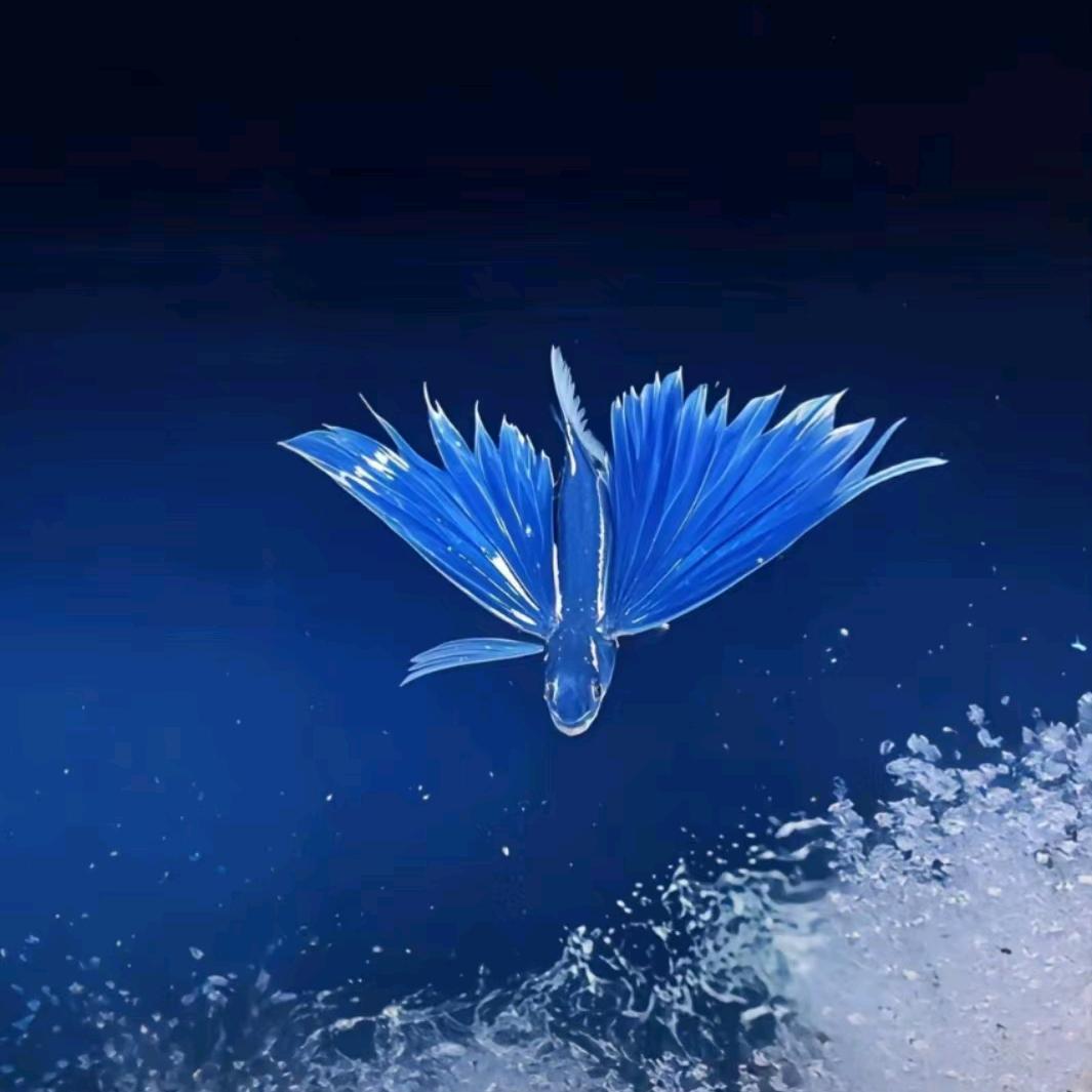 会飞的🐟