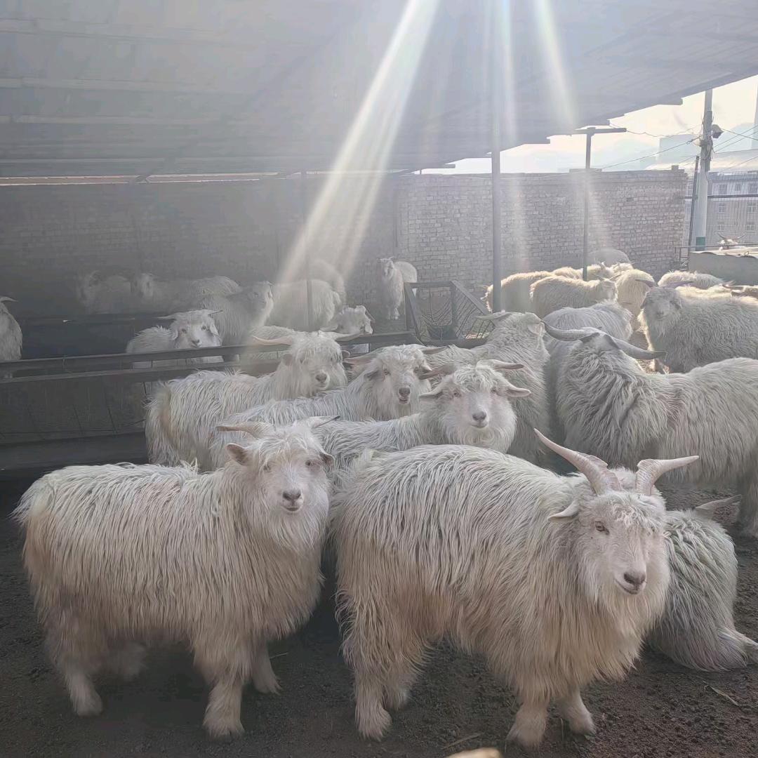牛🐮羊🐐小仙女