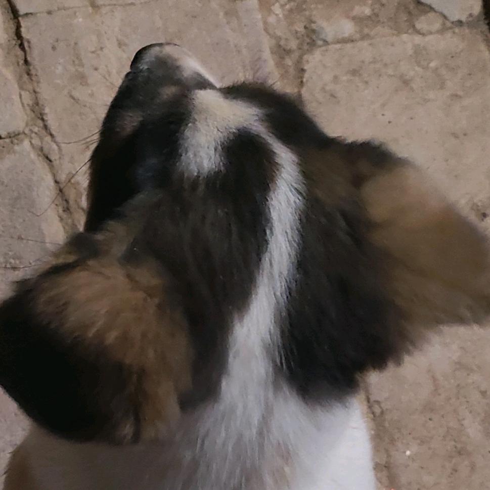 可乐🐶之妈
