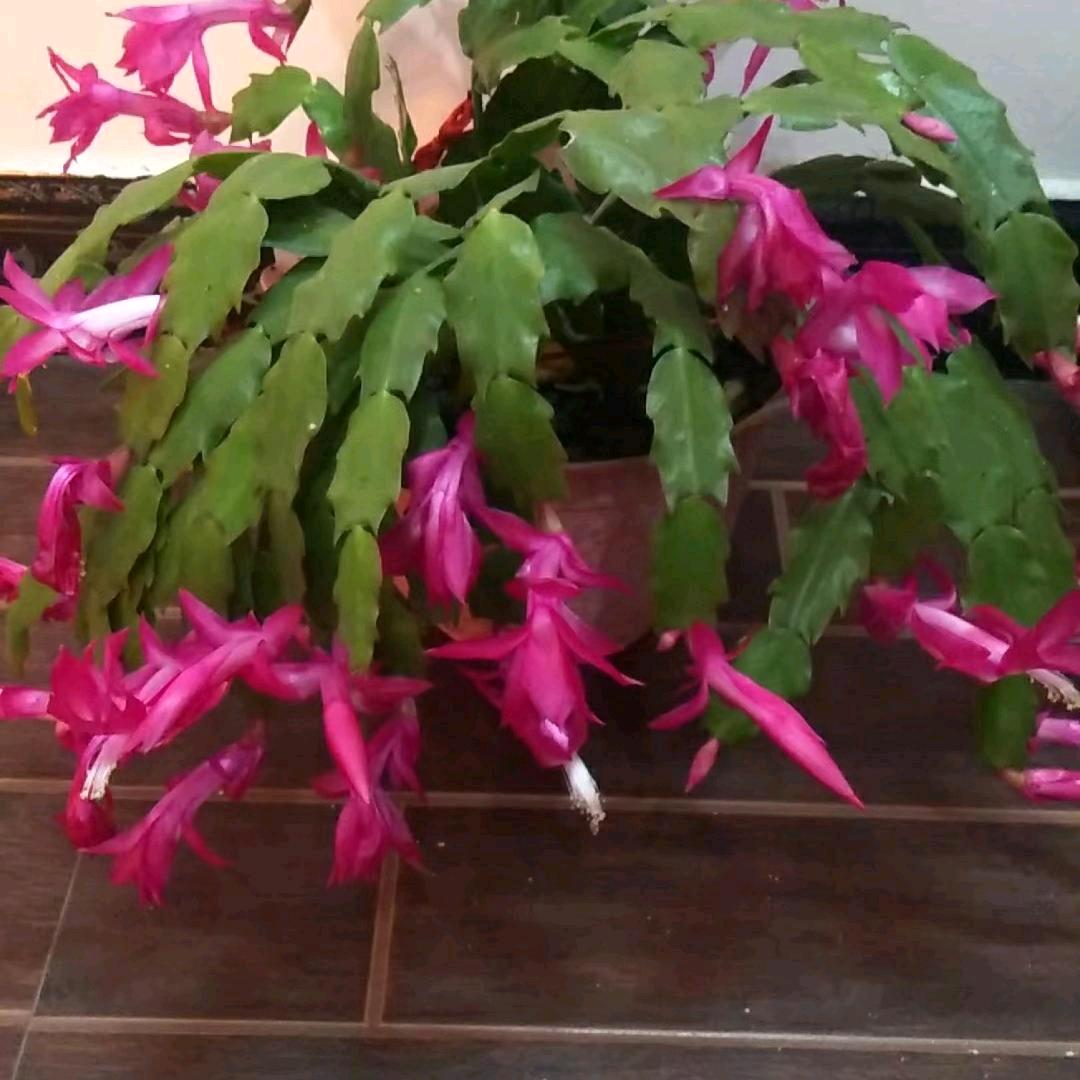 青青