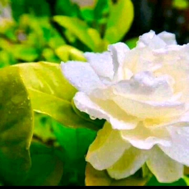 春暖花开🌹🔥