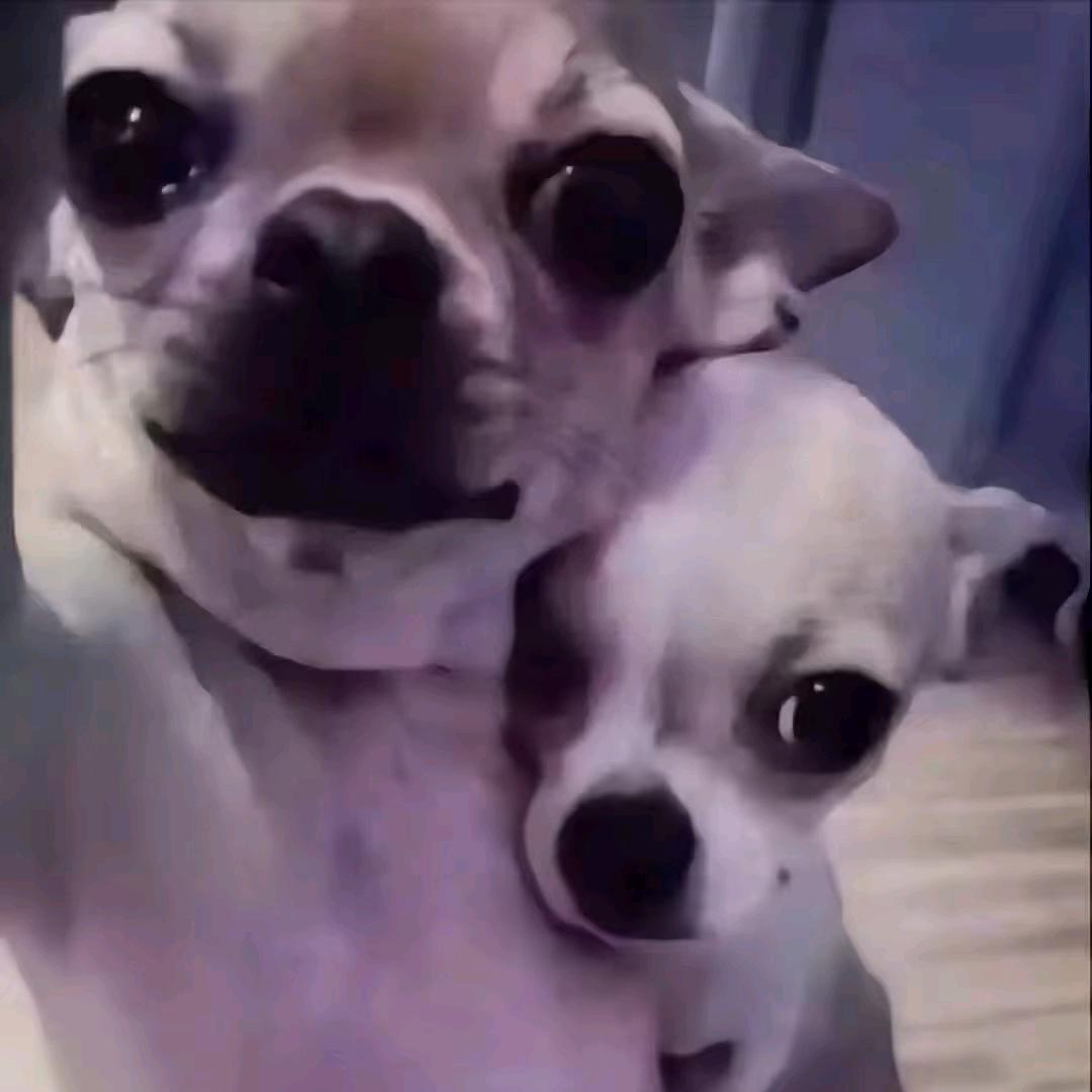 VV