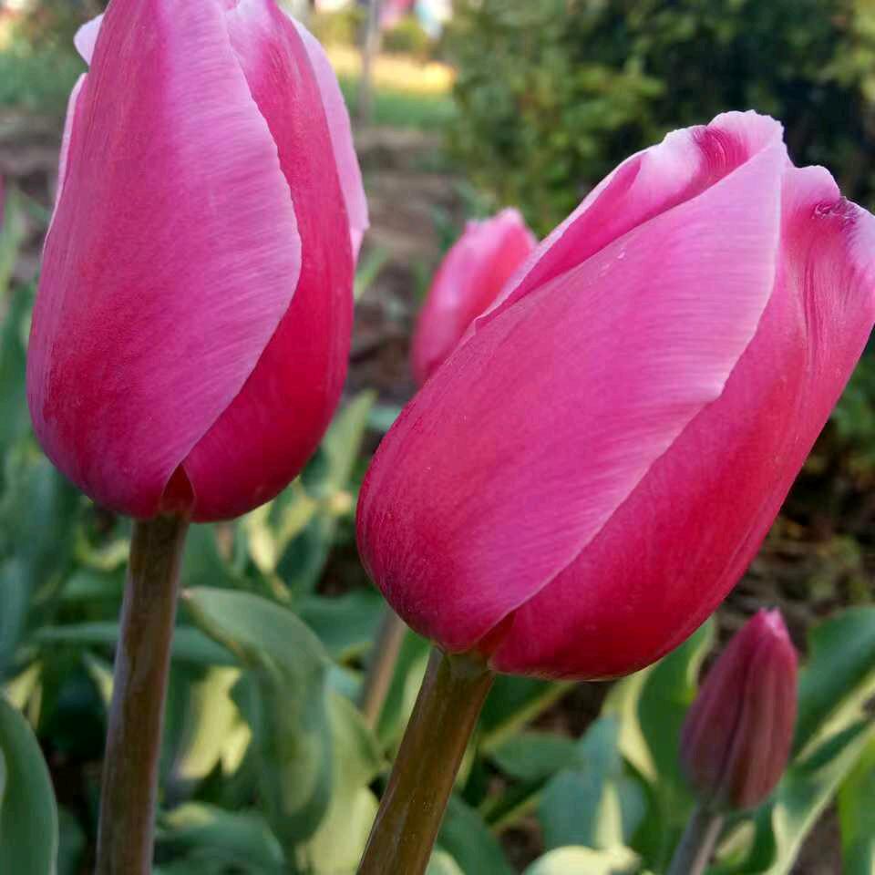 寂寞的爱