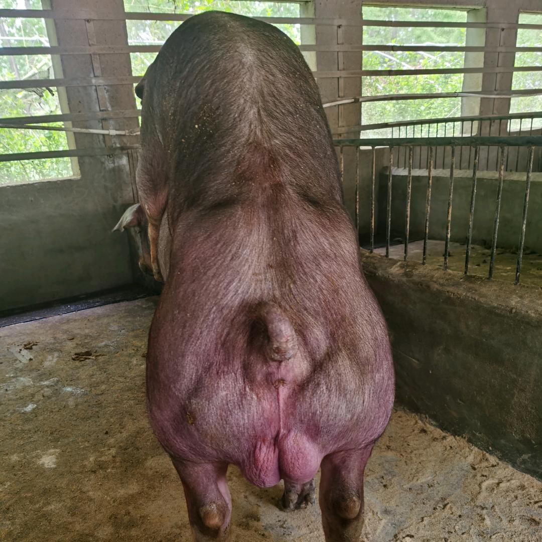 大丰种猪养殖场