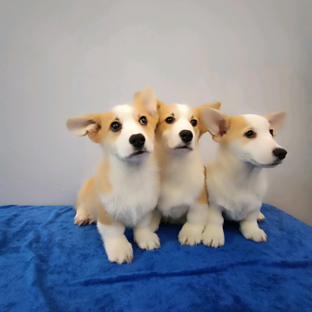 柯基威廉和莱恩