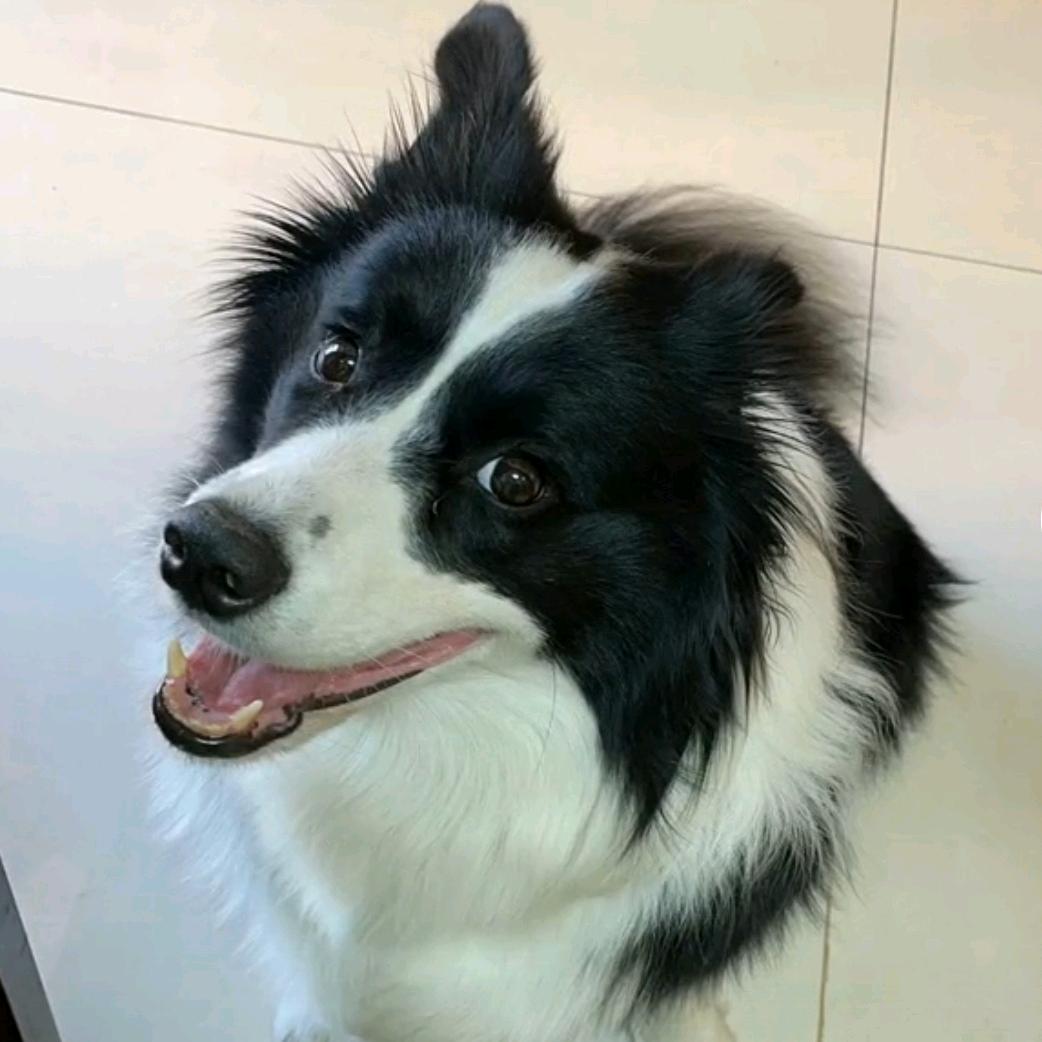 龙虎门