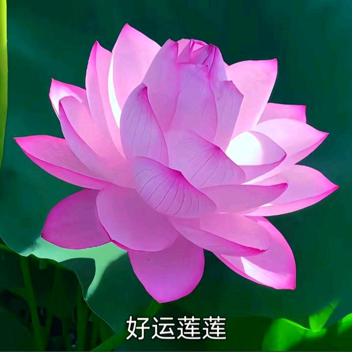 花开富贵🌸