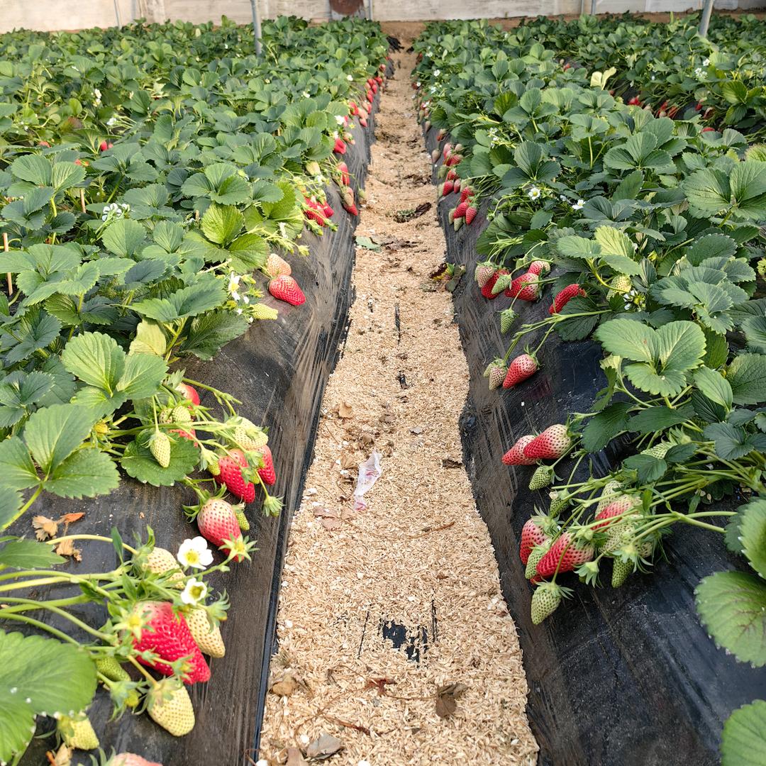 农家政草莓（收学员）