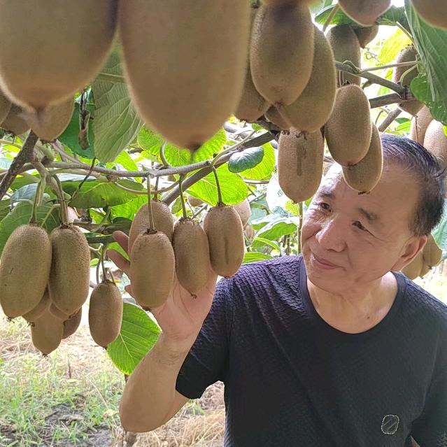 周至秦岭源生态🥝猕猴桃🥝