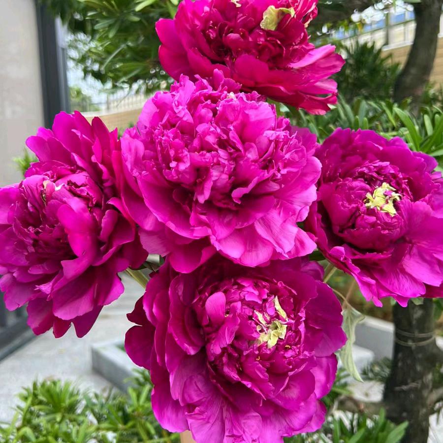 花之语花卉馆