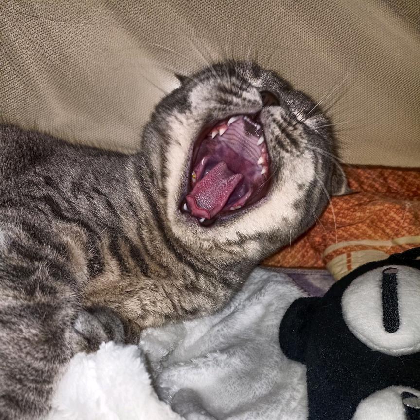 屎到淋头还搅便