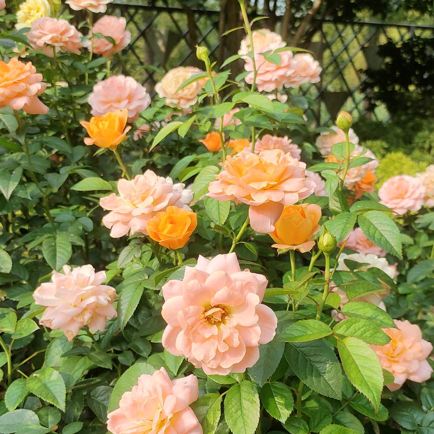 带刺的玫瑰🌹