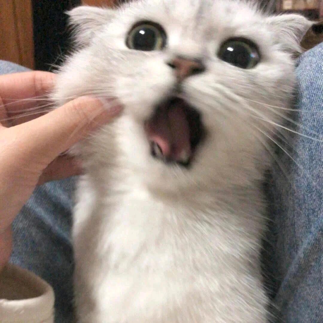 再也不吃鱼