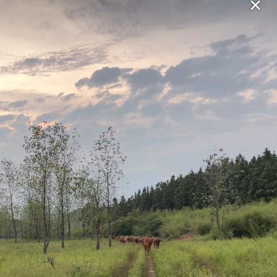 界虎🐯