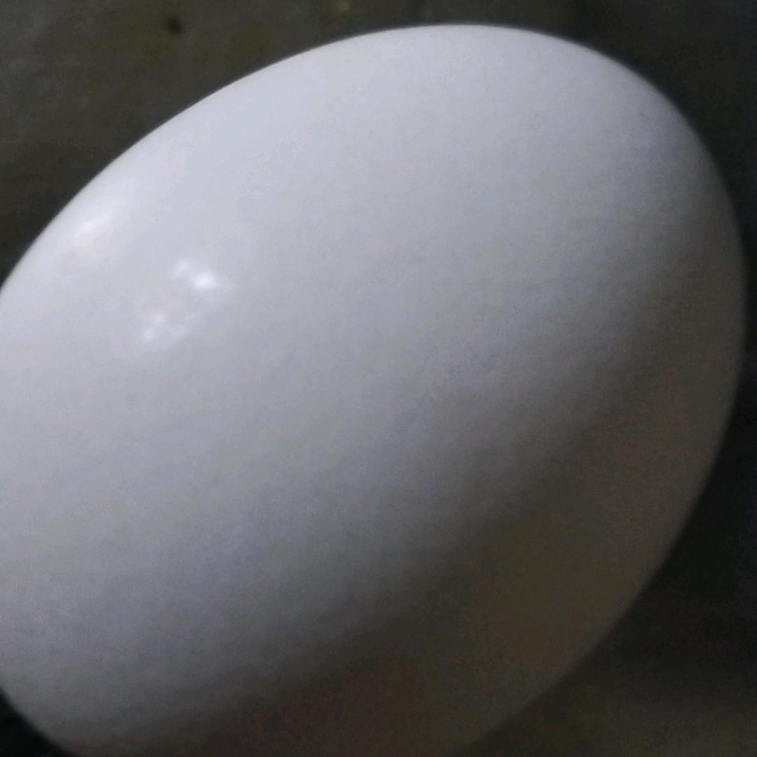 李蛋