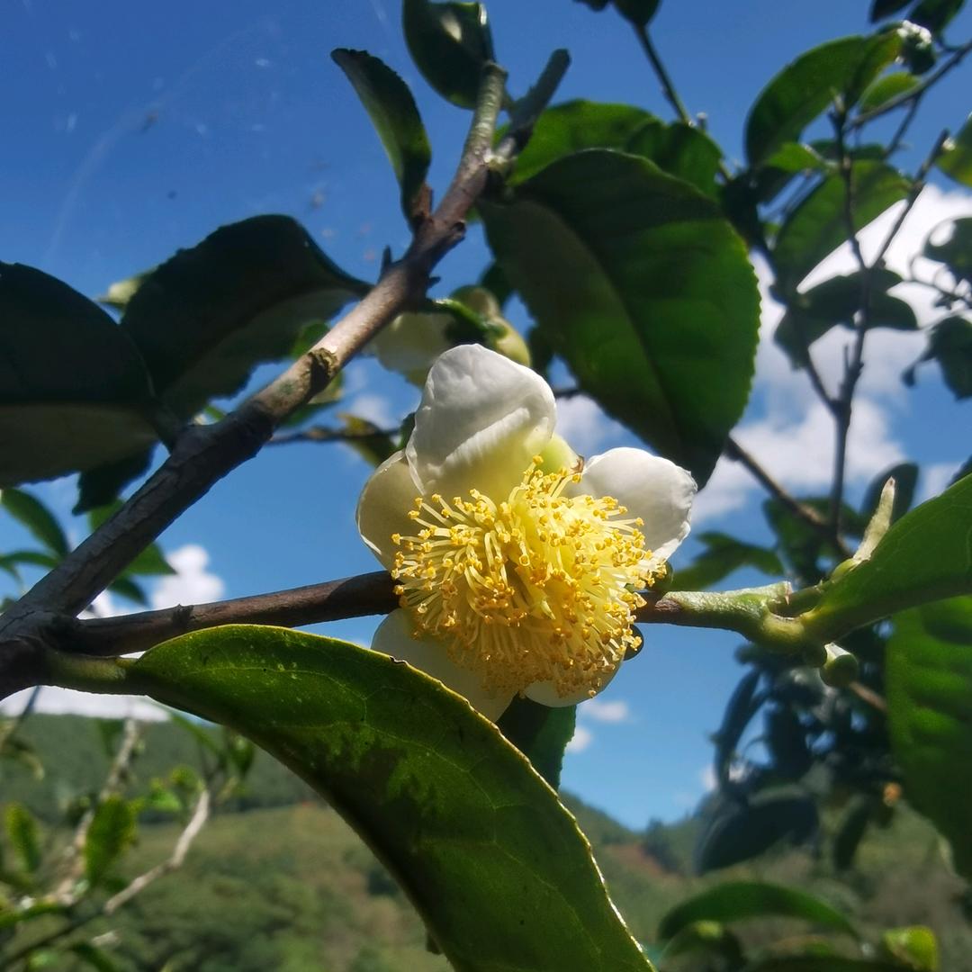 小小茶点