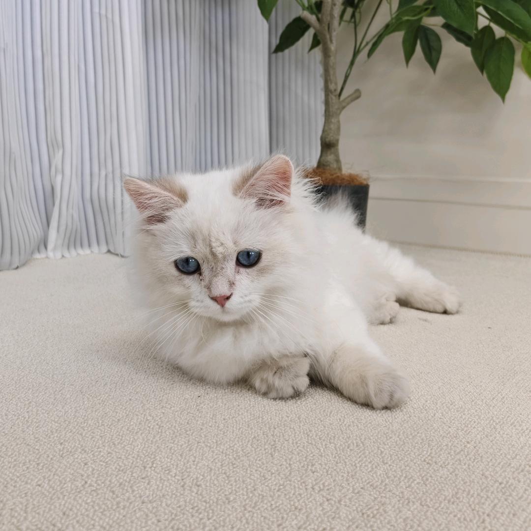 多宝是只小鼻嘎