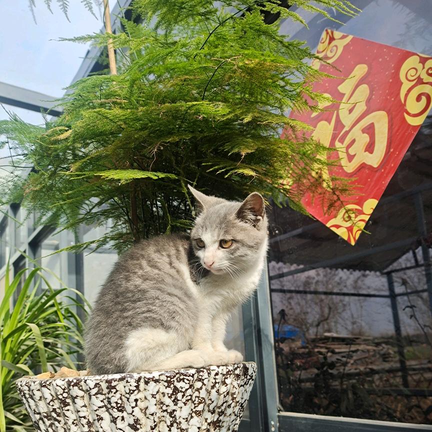 A磊哥