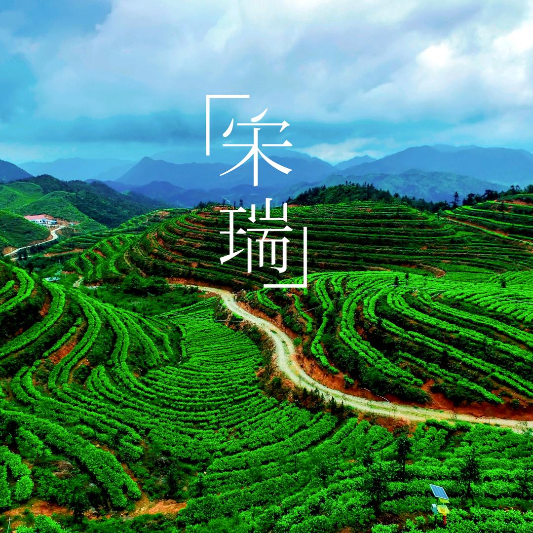 宋瑞春赐福生态茶
