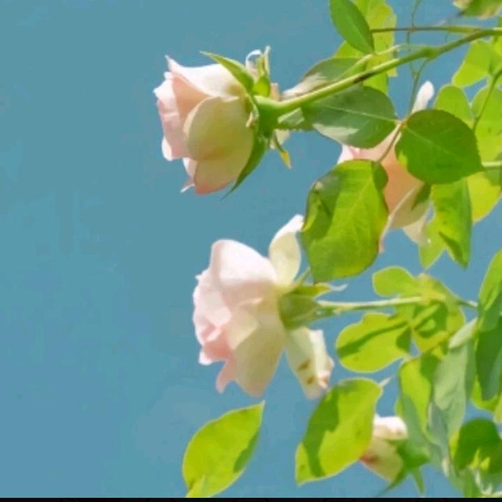 顺顺利利