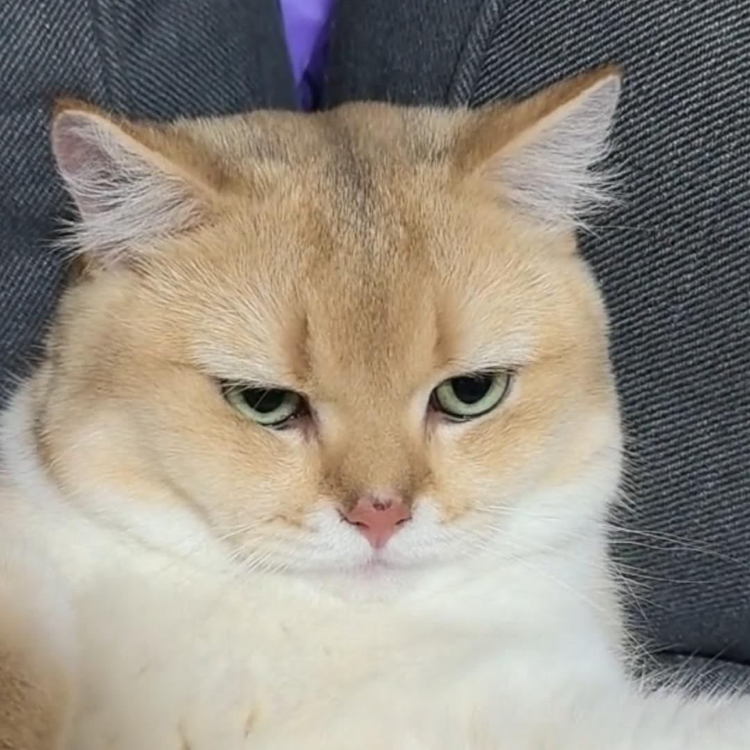 多米是只猫