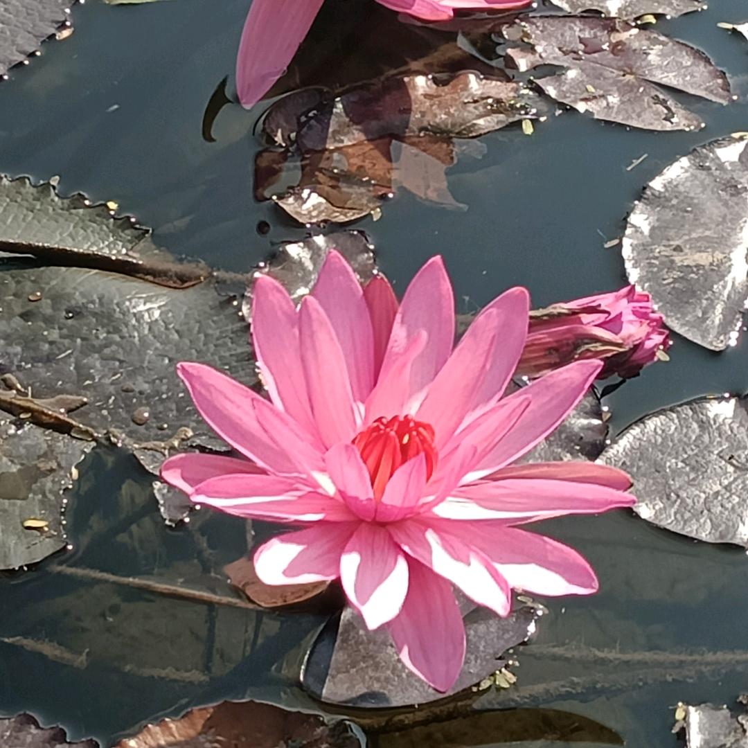 夏木67