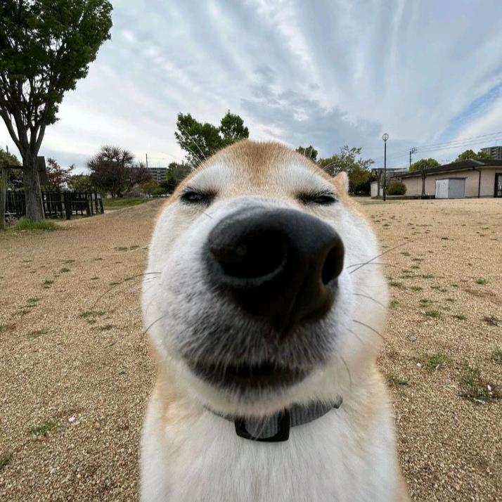 王者荣耀脆脆鸽